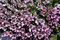 F28 saxifrage a feuilles opposees de Colette Paris 